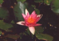 Rubra