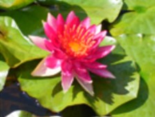 formosa